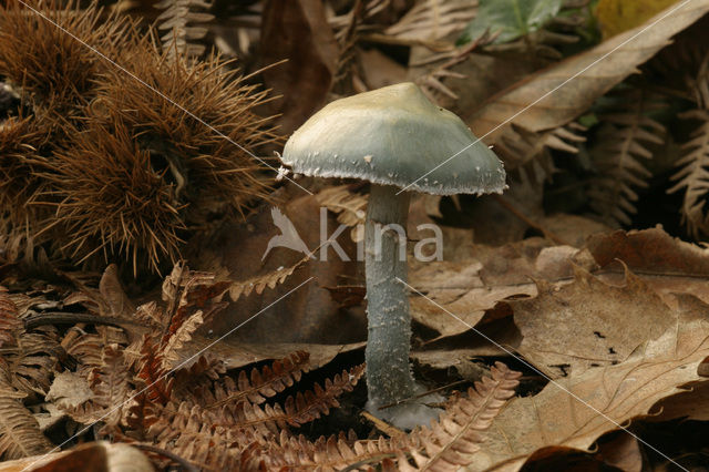 Echte kopergroenzwam (Psilocybe aeruginosa)