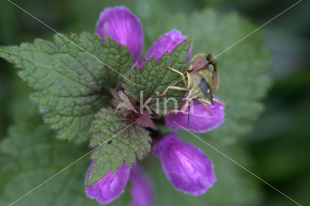 Echte paarse dovenetel (Lamium purpureum purpureum)