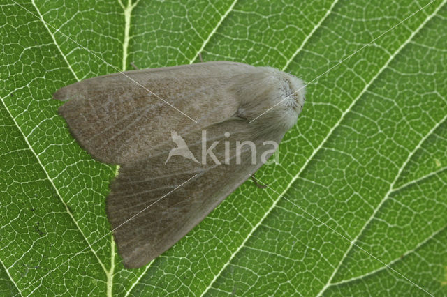 Fen Wainscot (Arenostola phragmitidis)