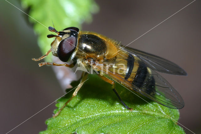 Enkele bandzwever (Epistrophe eligans)