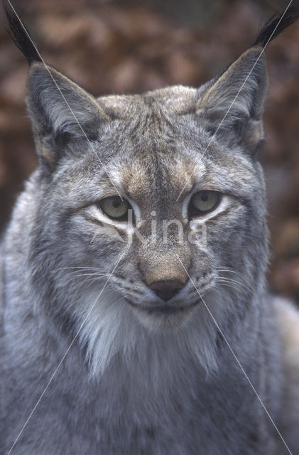 Euraziatische lynx (Lynx lynx)