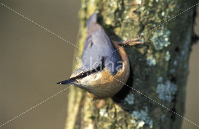 Europese Boomklever (Sitta europaea)