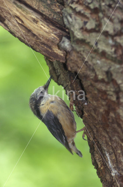 Europese Boomklever (Sitta europaea)