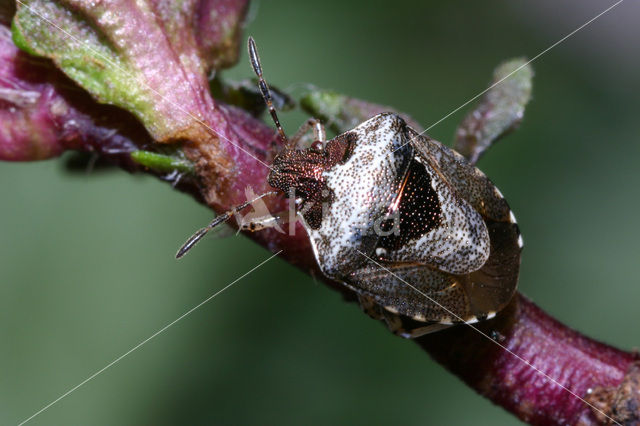 Eysarcoris fabricii