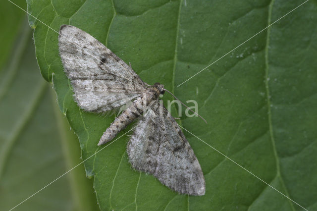 Fijnspardwergspanner (Eupithecia tantillaria)