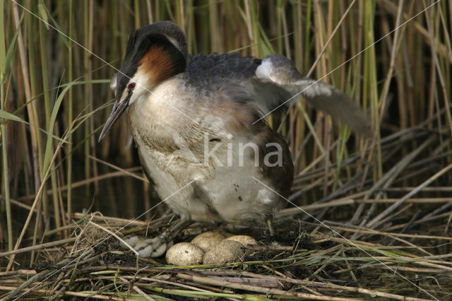 Fuut (Podiceps cristatus)