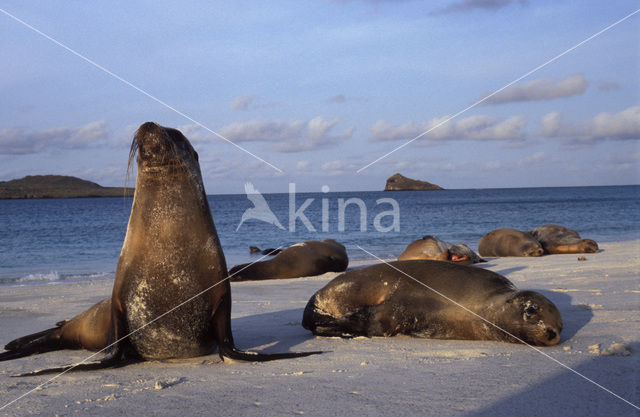 Galapagos zeeleeuw (Zalophus wollebaeki)