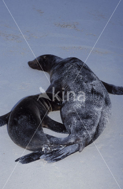 Galapagos zeeleeuw (Zalophus wollebaeki)