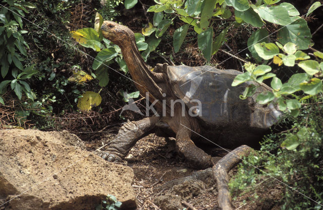 Galapagosreuzenschildpad