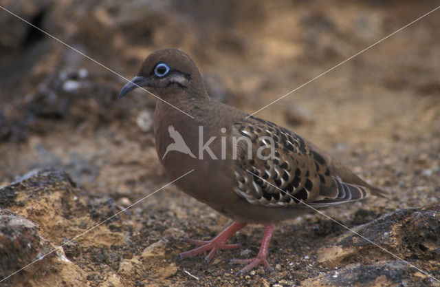 Galapagostreurduif (Zenaida galapagoensis)