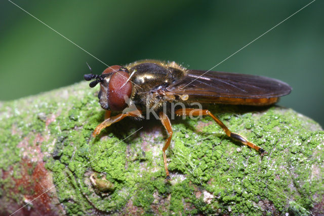 Geel platvoetje (Platycheirus fulviventris)