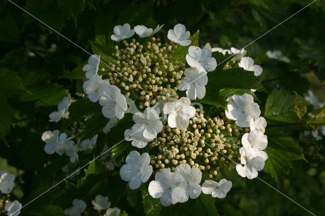 Gelderse roos (Viburnum opulus)