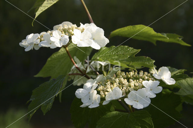 Gelderse roos (Viburnum opulus)