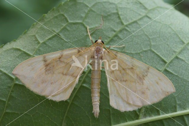 Gele agaatspanner (Eulithis pyraliata)