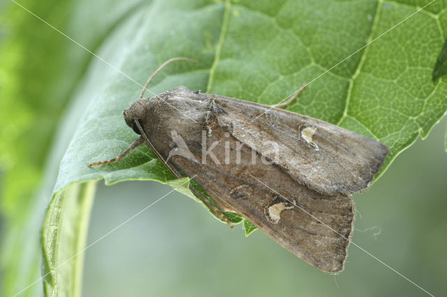 Gele lisboorder (Celaena leucostigma)