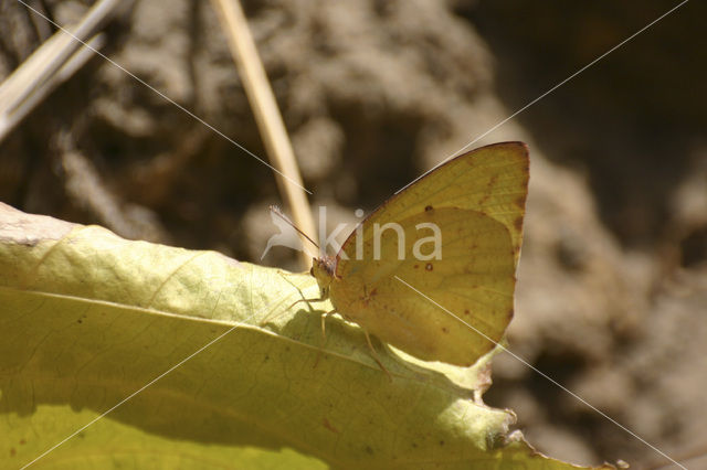 Gele Trekvlinder (Catopsilia florella)