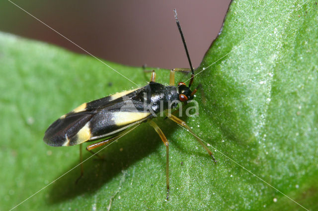 Gele viervlek (Dryophilocoris flavoquadrimaculatus)