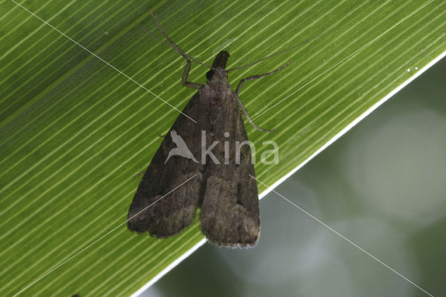 Gepijlde micro-uil (Schrankia costaestrigalis)