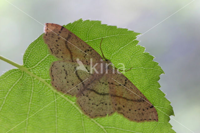 Gestippelde oogspanner (Cyclophora punctaria)