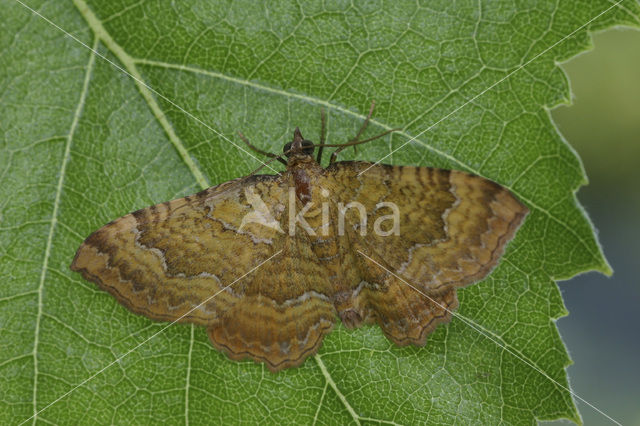 Gestreepte goudspanner (Camptogramma bilineata)