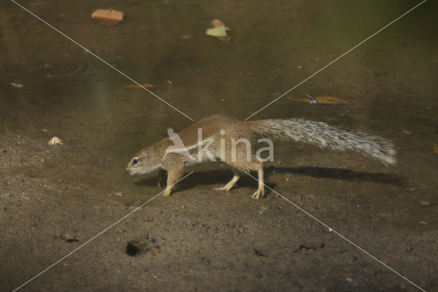 Gestreepte grondeekhoorn (Xerus erythropus)