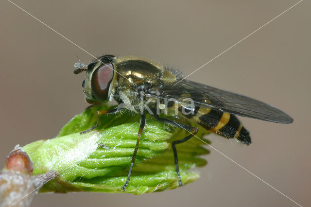 Gevlekt roetneusje (Parasyrphus punctulatus)