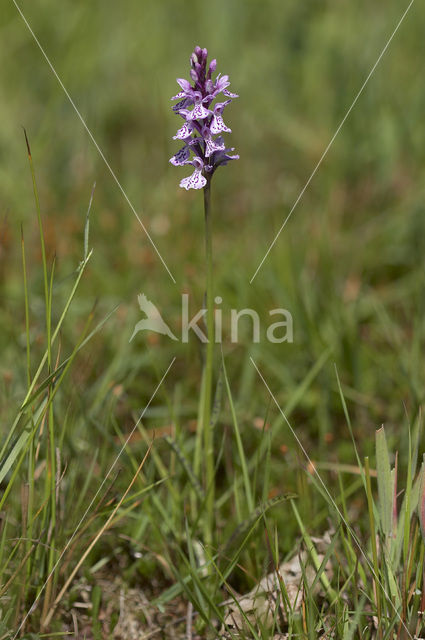 Gevlekte orchis (Dactylorhiza maculata)