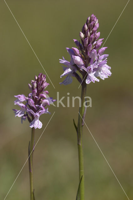 Spotted orchid (Dactylorhiza maculata)