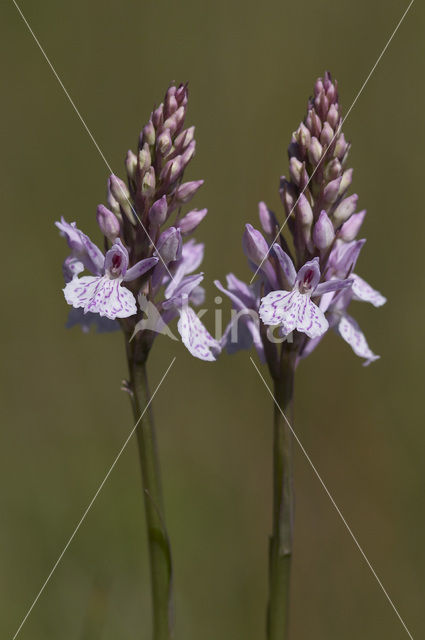 Gevlekte orchis (Dactylorhiza maculata)