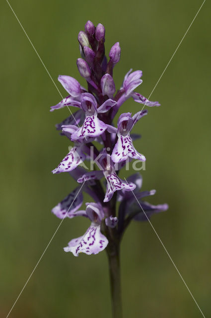 Gevlekte orchis (Dactylorhiza maculata)