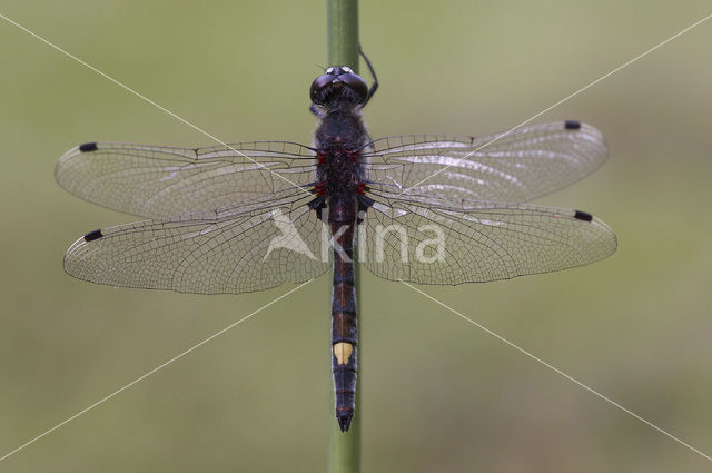 Gevlekte witsnuitlibel (Leucorrhinia pectoralis)