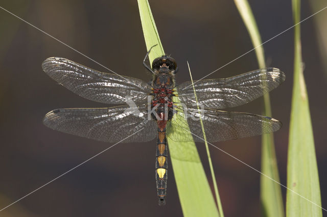 Gevlekte witsnuitlibel (Leucorrhinia pectoralis)