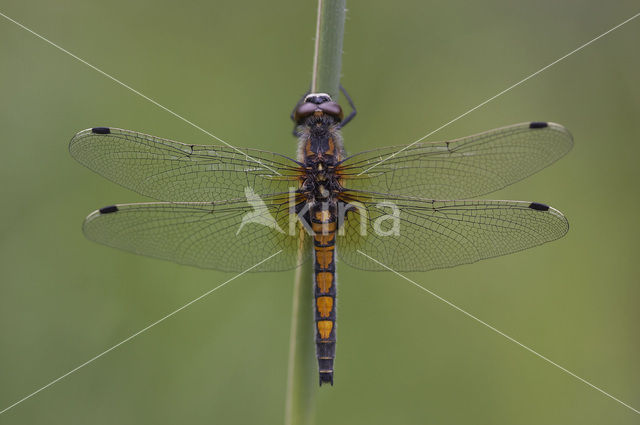 Gevlekte witsnuitlibel (Leucorrhinia pectoralis)