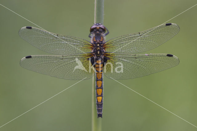 Gevlekte witsnuitlibel (Leucorrhinia pectoralis)