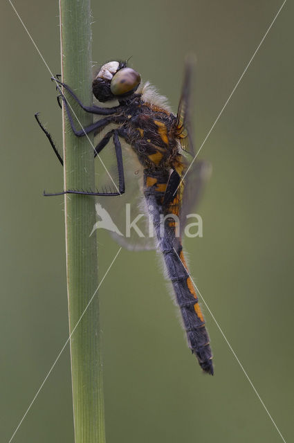 Gevlekte witsnuitlibel (Leucorrhinia pectoralis)