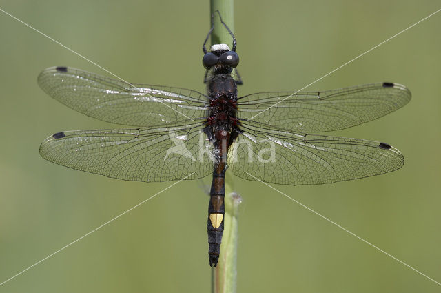 Gevlekte witsnuitlibel (Leucorrhinia pectoralis)