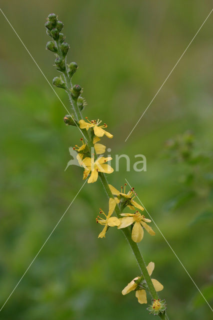 Gewone agrimonie (Agrimonia eupatoria)