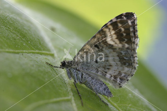 Gewone bandspanner (Epirrhoe alternata)