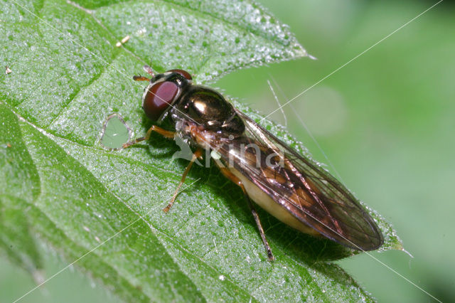 Gewone driehoekzweefvlieg (Melanostoma mellinum)