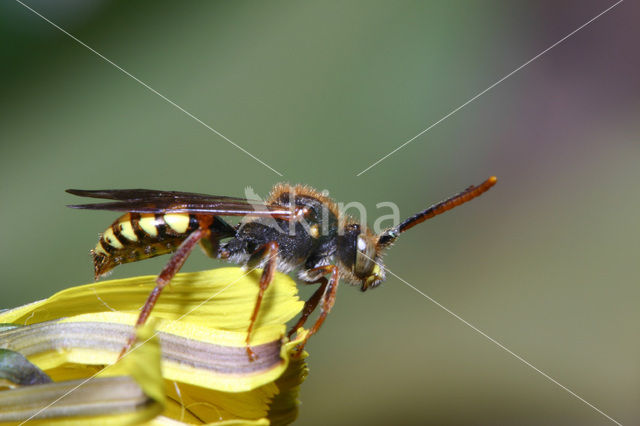 Gewone dubbeltand (Nomada ruficornis)