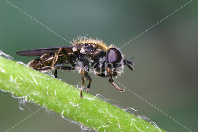 Gewone langsprietplatbek (Pipizella varipes)