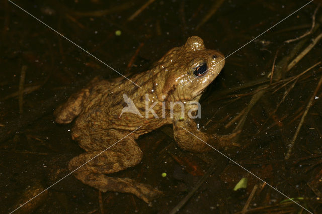 Gewone pad (Bufo bufo)