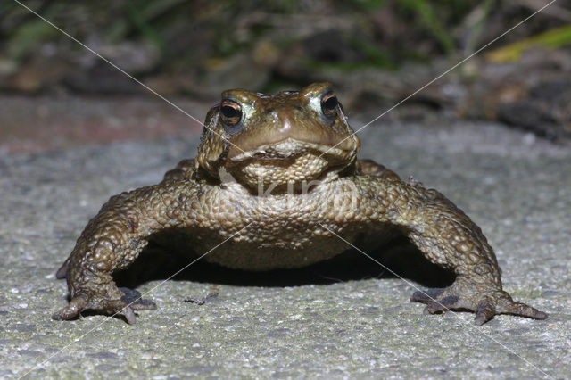 Gewone pad (Bufo bufo)