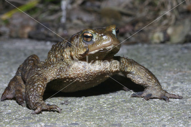 Gewone pad (Bufo bufo)