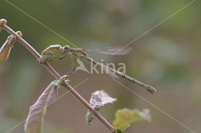 Gewone pantserjuffer (Lestes sponsa)