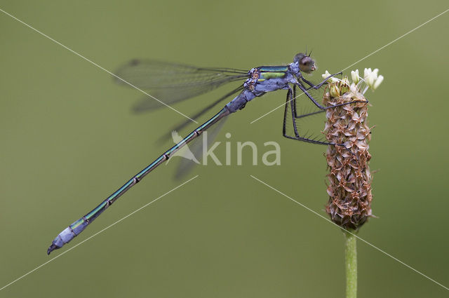 Gewone pantserjuffer (Lestes sponsa)