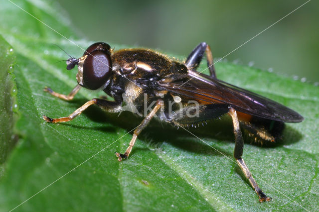 Gewone rode bladloper (Xylota segnis)