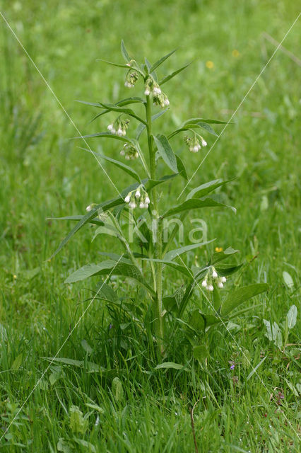 Gewone smeerwortel (Symphytum officinale)