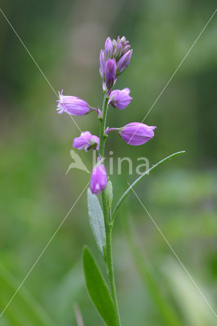 Gewone vleugeltjesbloem (Polygala vulgaris)