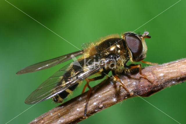 Gewone Wimperzwever (Dasysyrphus venustus)